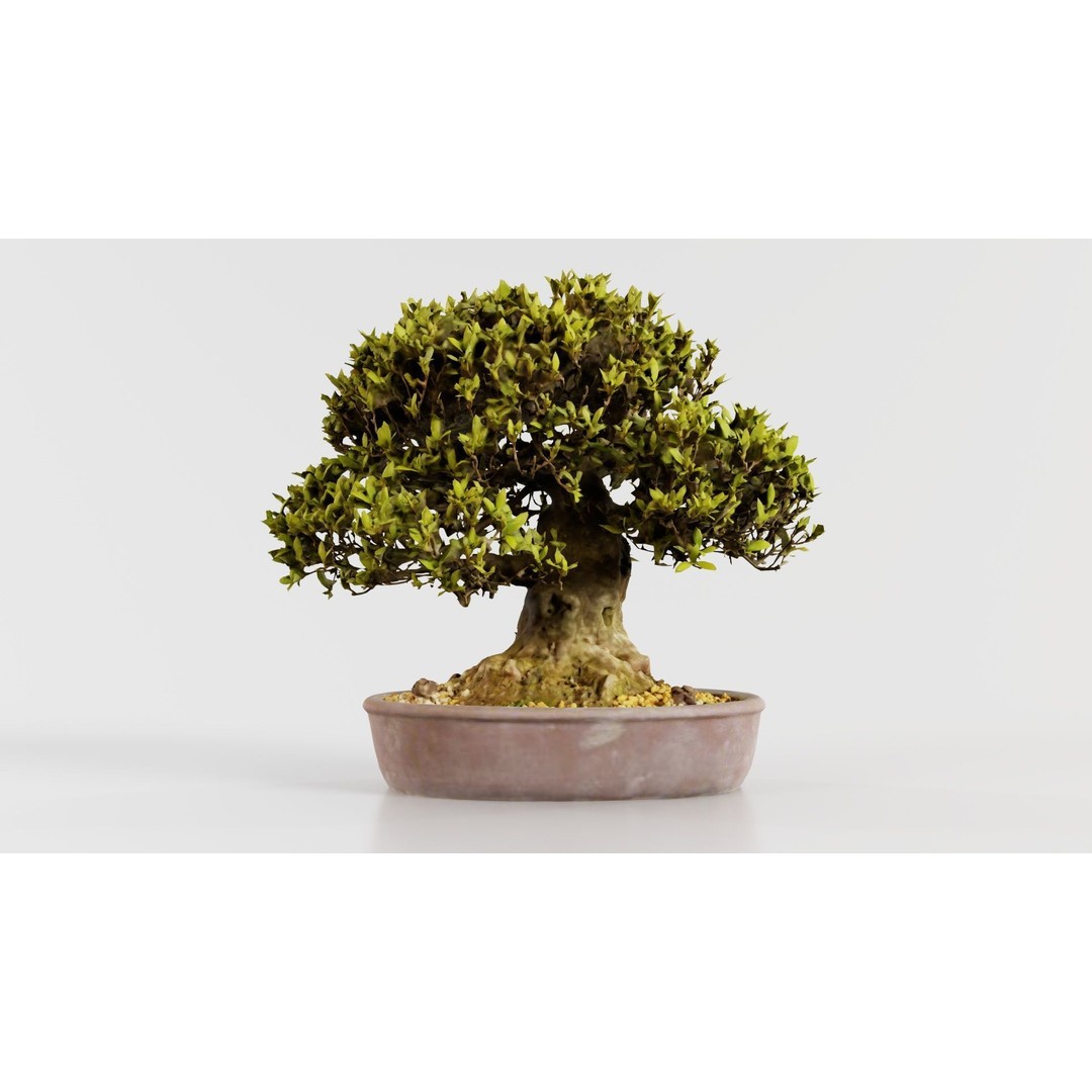 Satsuki Nikko Bonsai Tree 3D Model – Low Poly PBR Asset, FBX, OBJ - View 7