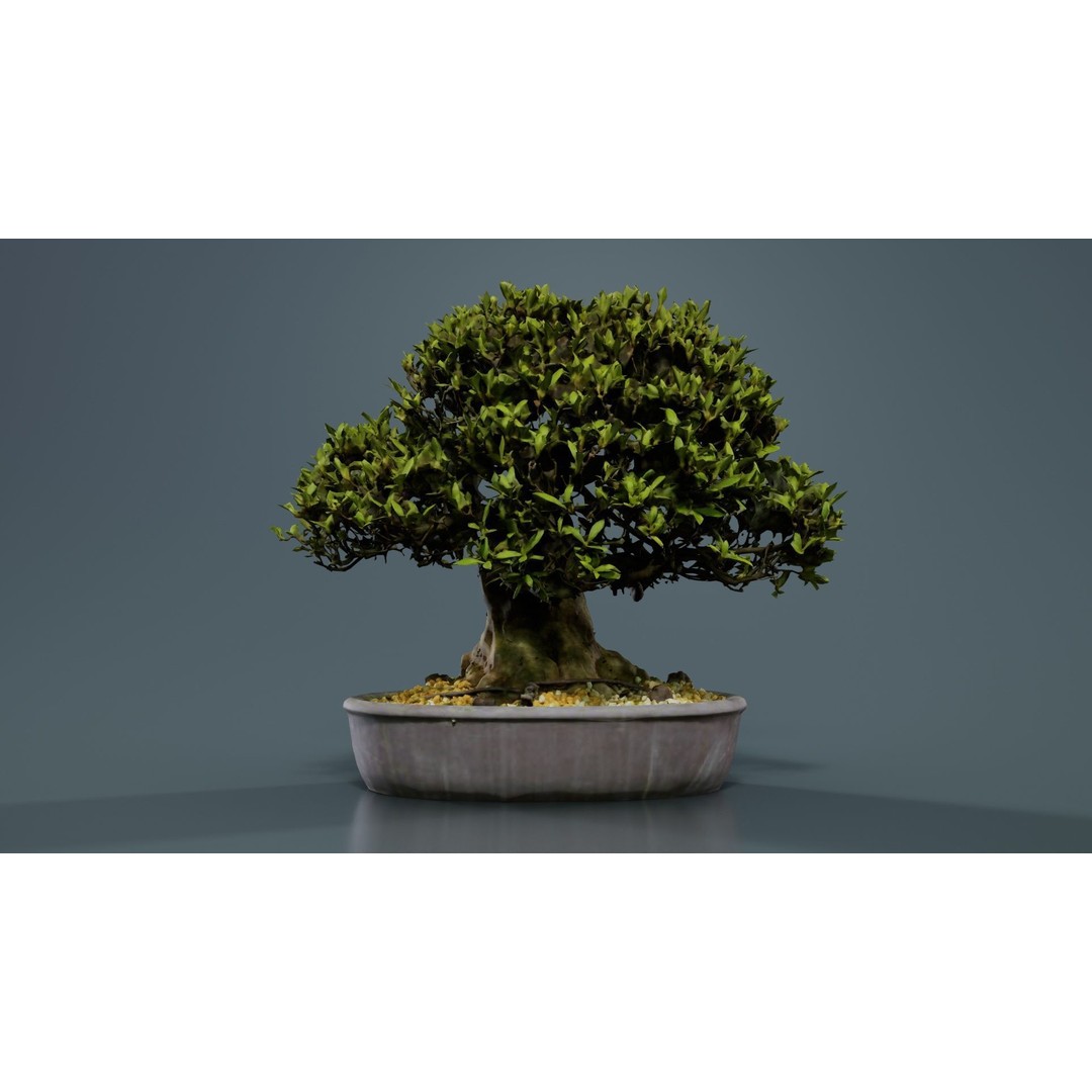 Satsuki Nikko Bonsai Tree 3D Model – Low Poly PBR Asset, FBX, OBJ - View 9