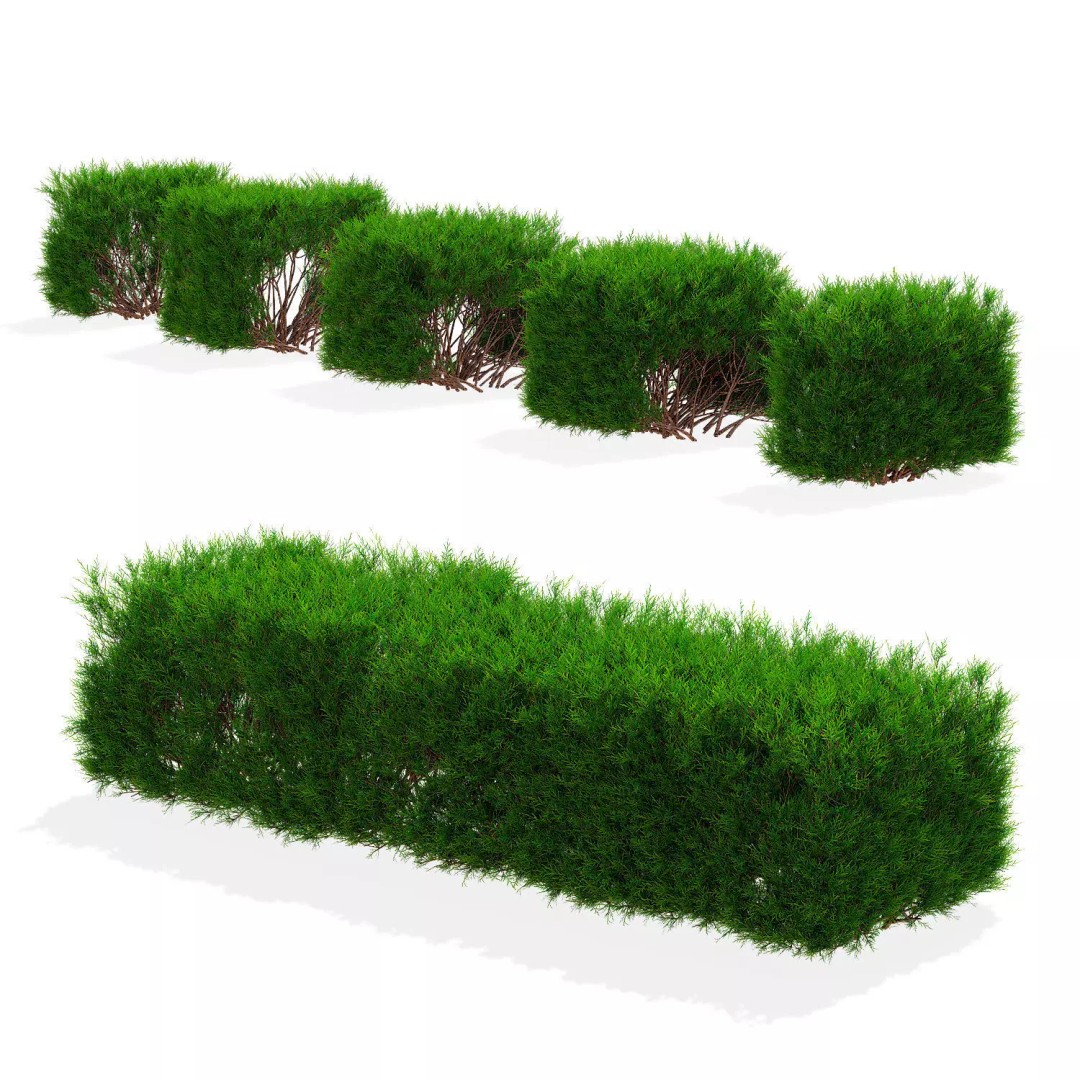 Juniperus Sabina Hedge 3D Model – High Poly PBR Asset, FBX, OBJ - View 2
