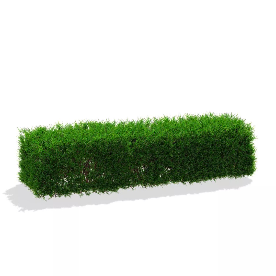 Juniperus Sabina Hedge 3D Model – High Poly PBR Asset, FBX, OBJ - View 3