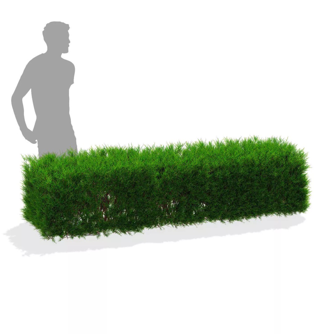 Juniperus Sabina Hedge 3D Model – High Poly PBR Asset, FBX, OBJ - View 4