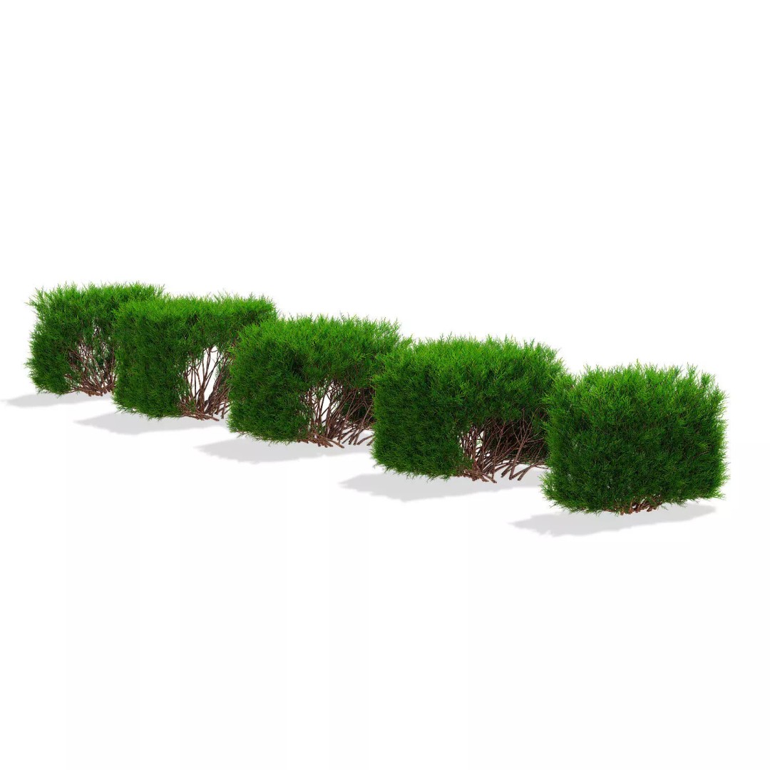 Juniperus Sabina Hedge 3D Model – High Poly PBR Asset, FBX, OBJ - View 6