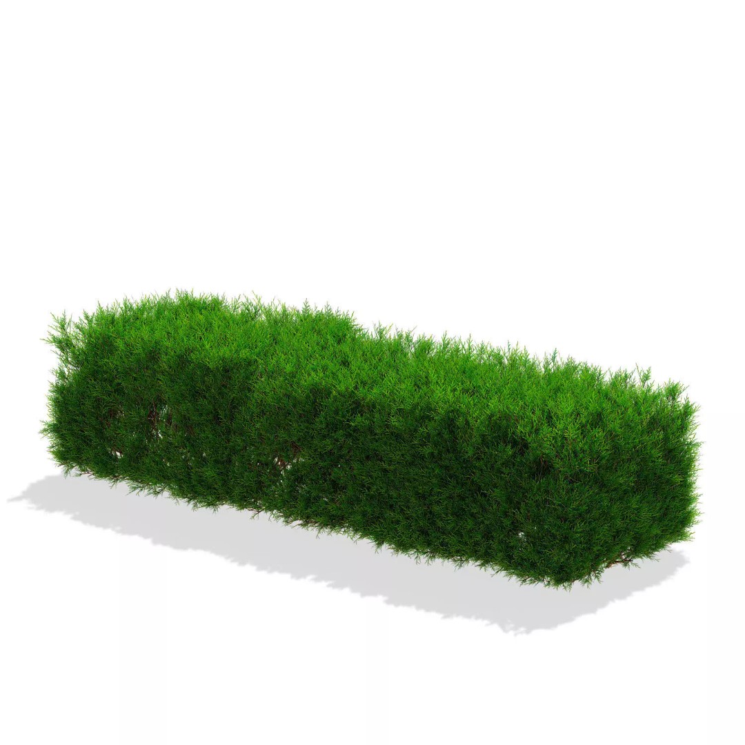 Juniperus Sabina Hedge 3D Model – High Poly PBR Asset, FBX, OBJ - View 7