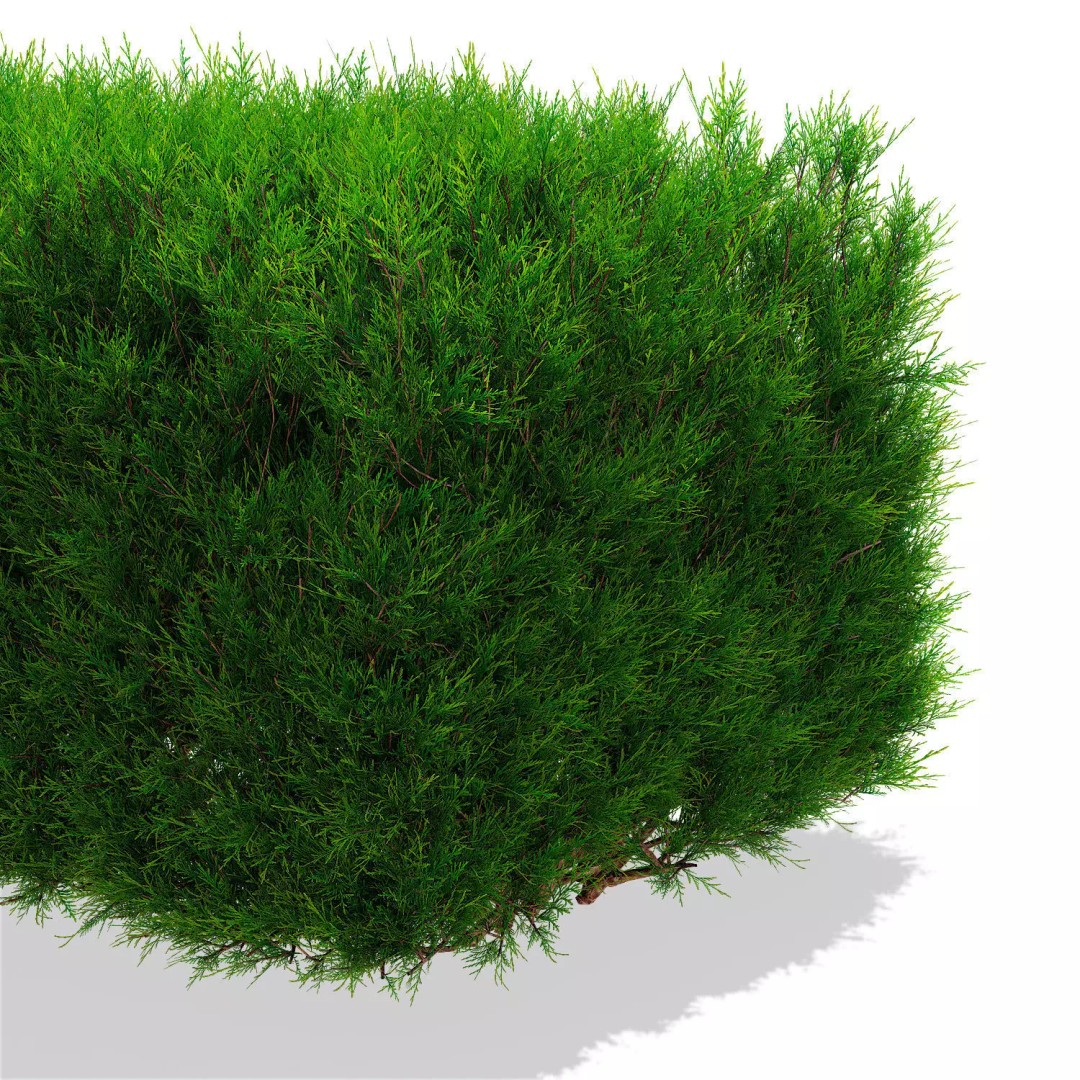 Juniperus Sabina Hedge 3D Model – High Poly PBR Asset, FBX, OBJ - View 8