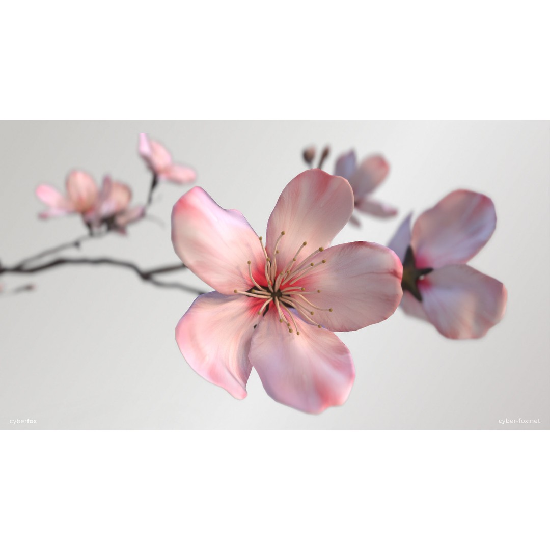 Sakura Branch 3D Model – Low Poly PBR Game Asset, FBX & OBJ - View 5