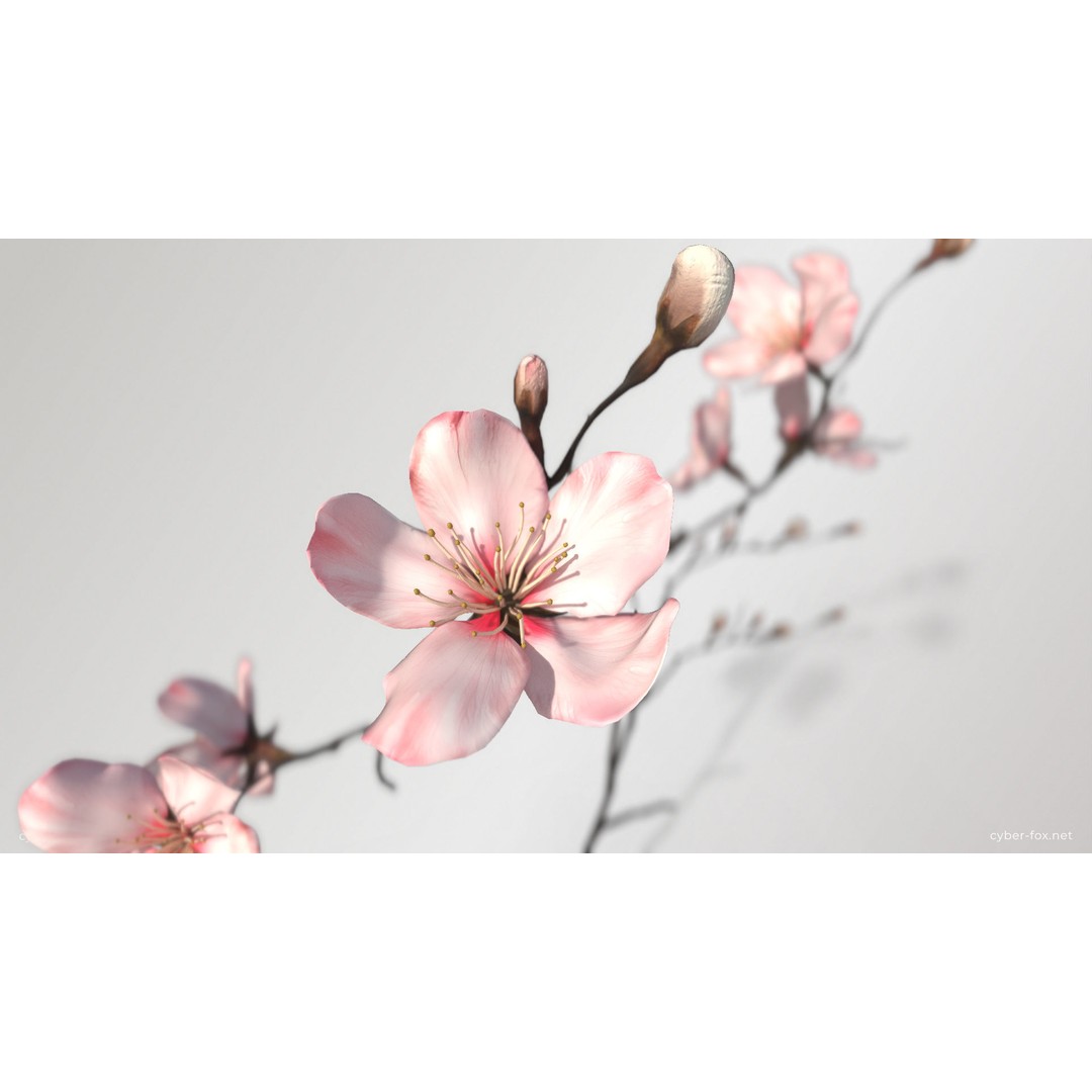 Sakura Branch 3D Model – Low Poly PBR Game Asset, FBX & OBJ - View 6