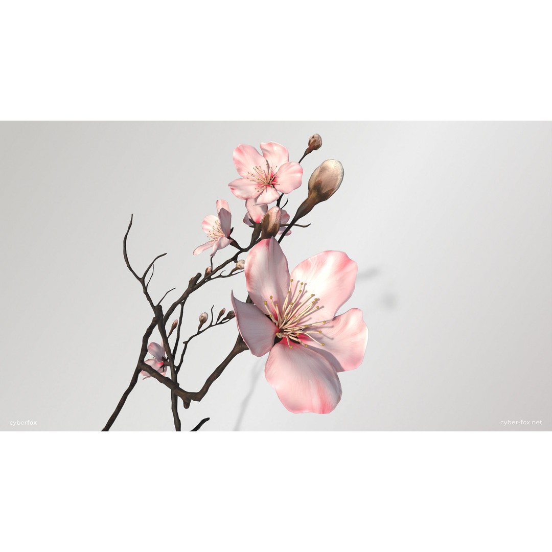 Sakura Branch 3D Model – Low Poly PBR Game Asset, FBX & OBJ - View 7