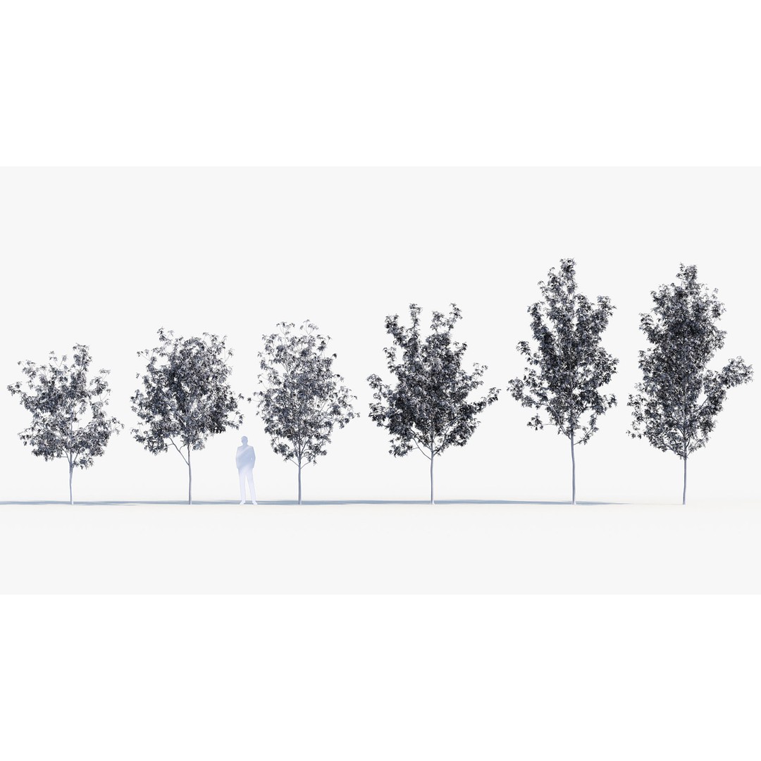 Fraxinus Excelsior 3D Model – Realistic Common Ash with PBR Textures - View 10