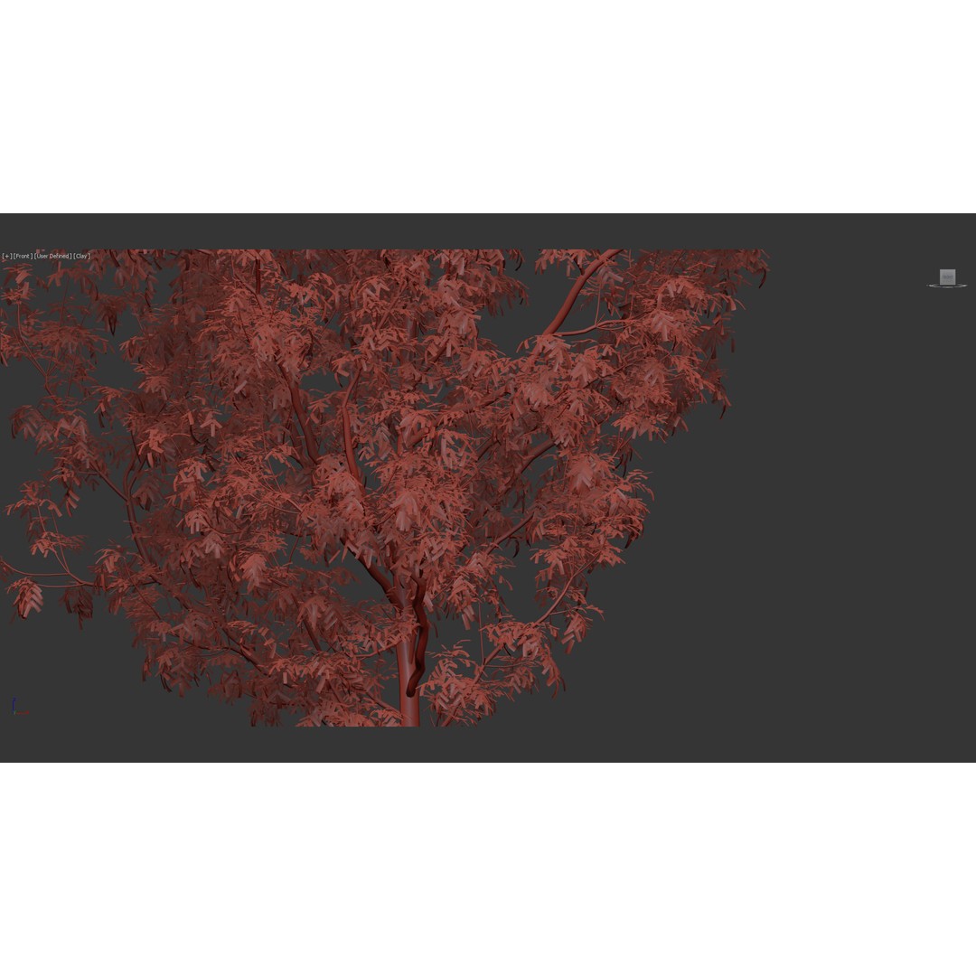 Fraxinus Excelsior 3D Model – Realistic Common Ash with PBR Textures - View 12