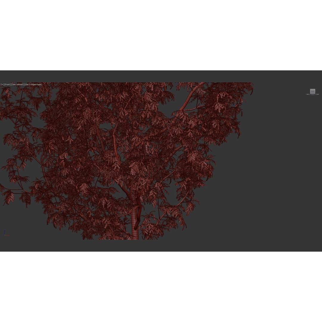 Fraxinus Excelsior 3D Model – Realistic Common Ash with PBR Textures - View 13