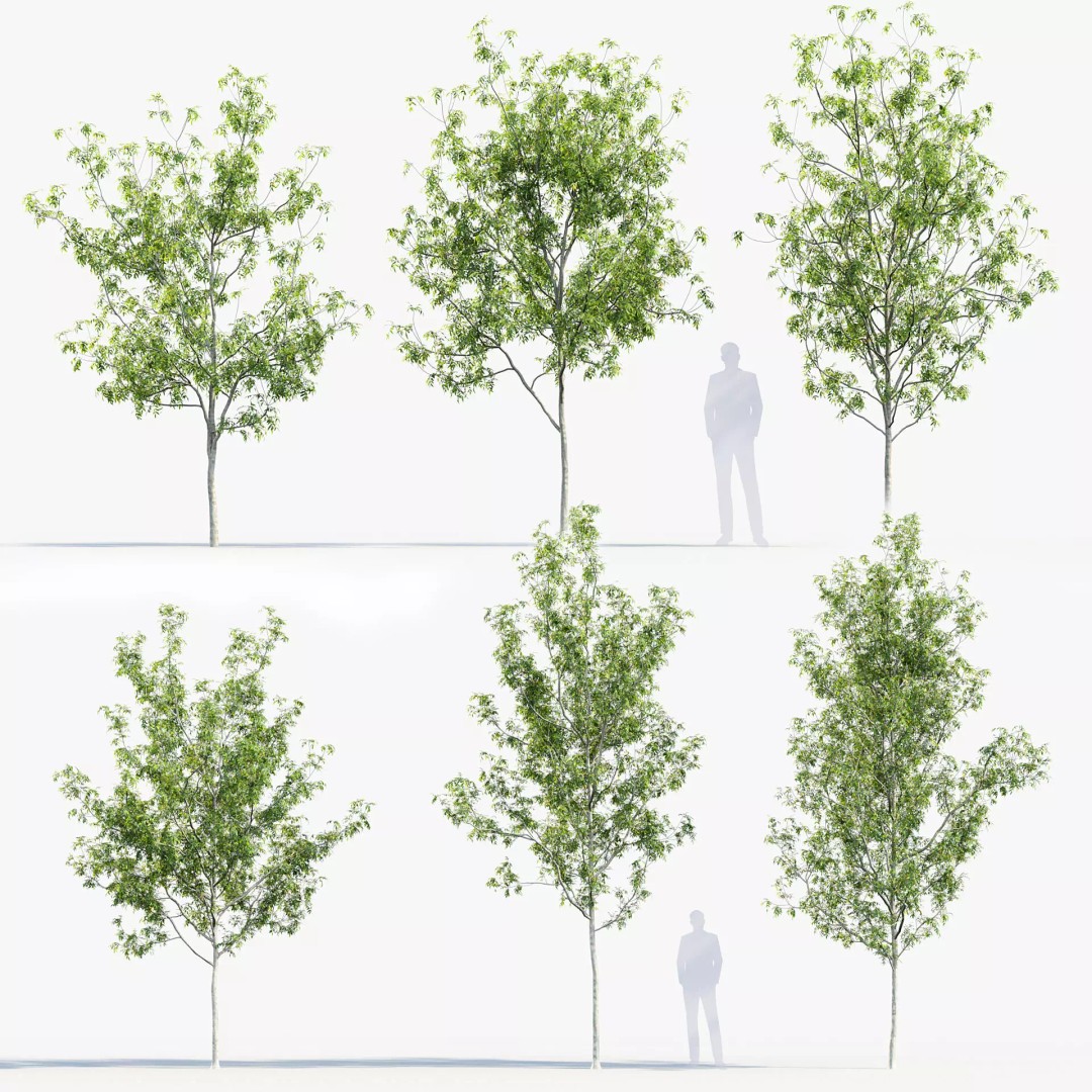 Fraxinus Excelsior 3D Model – Realistic Common Ash with PBR Textures - View 2
