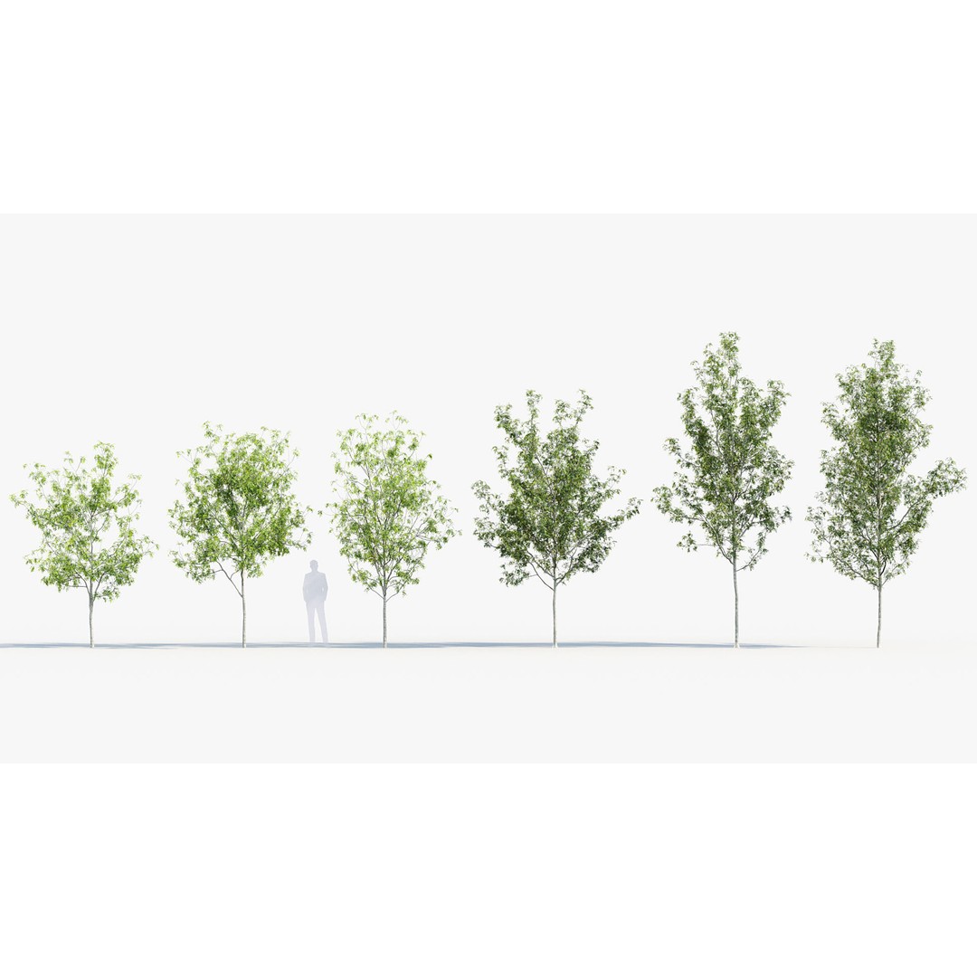 Fraxinus Excelsior 3D Model – Realistic Common Ash with PBR Textures - View 3