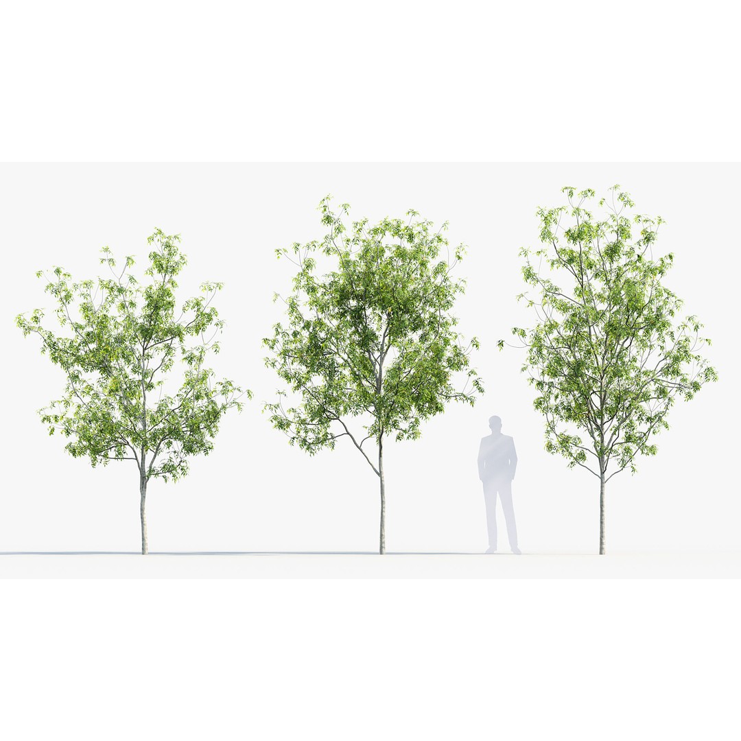 Fraxinus Excelsior 3D Model – Realistic Common Ash with PBR Textures - View 4