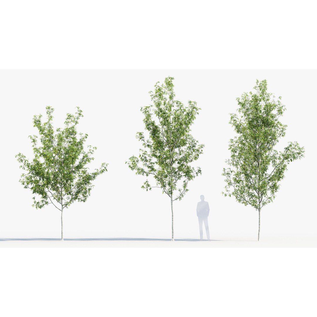 Fraxinus Excelsior 3D Model – Realistic Common Ash with PBR Textures - View 5