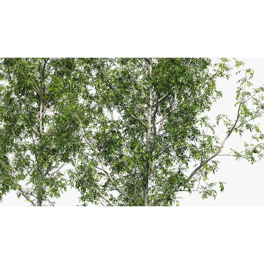 Fraxinus Excelsior 3D Model – Realistic Common Ash with PBR Textures - View 6