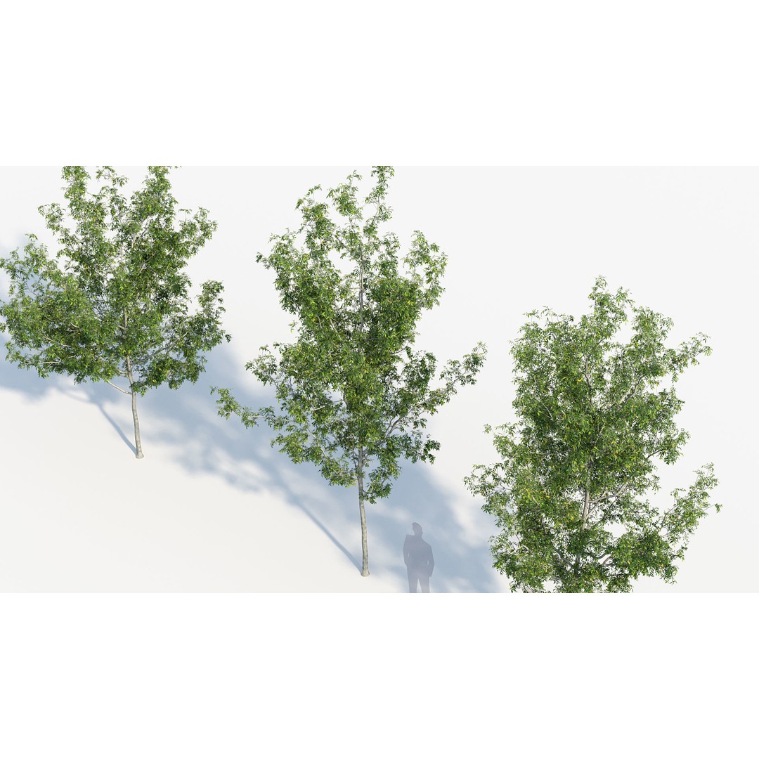 Fraxinus Excelsior 3D Model – Realistic Common Ash with PBR Textures - View 7
