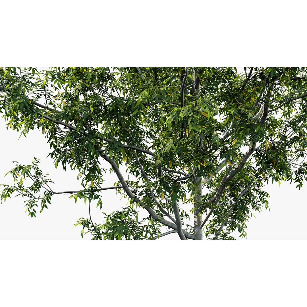 Fraxinus Excelsior 3D Model – Realistic Common Ash with PBR Textures - View 8