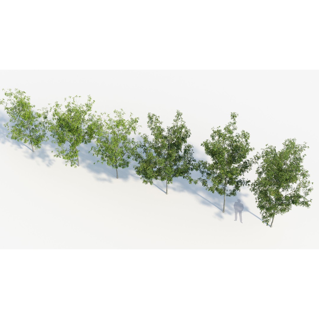 Fraxinus Excelsior 3D Model – Realistic Common Ash with PBR Textures - View 9