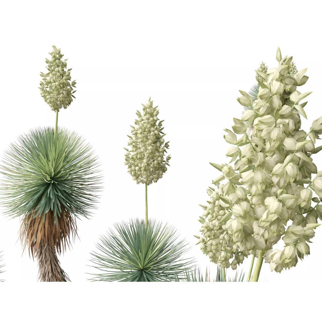 Succulents 3D Model – High Poly Desert Plants Pack, FBX, Blender