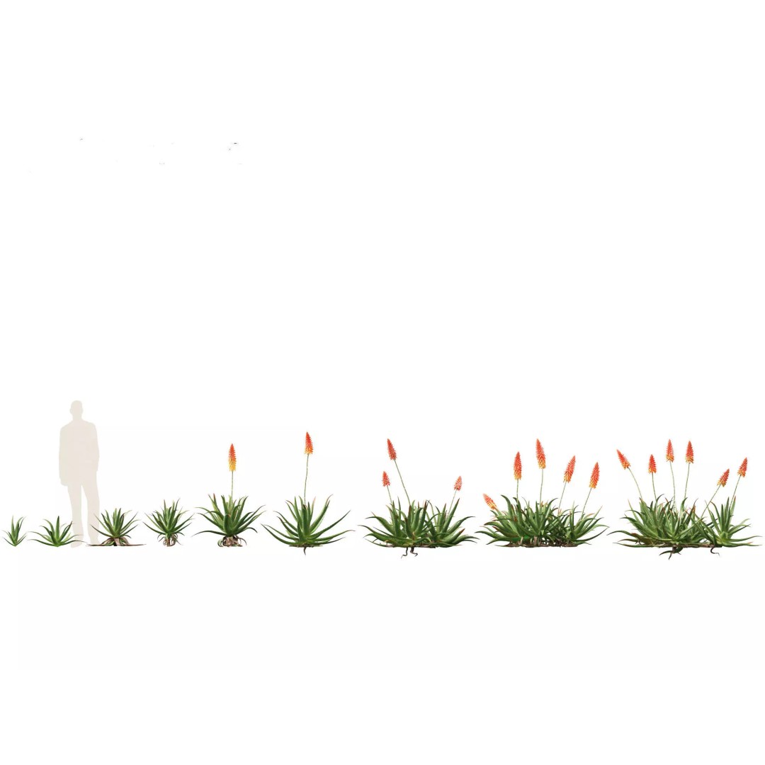 Succulents 3D Model – High Poly Desert Plants Pack, FBX, Blender - View 10