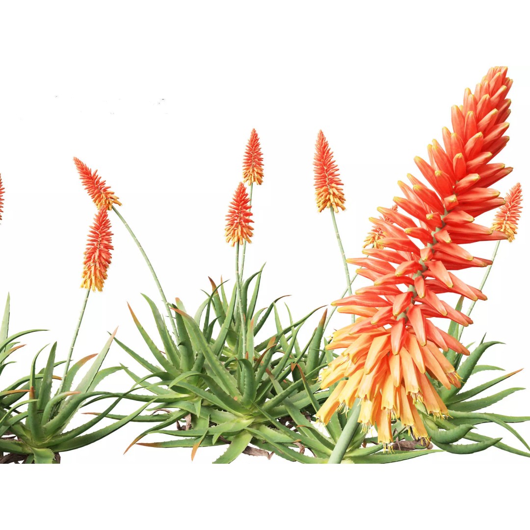Succulents 3D Model – High Poly Desert Plants Pack, FBX, Blender - View 11
