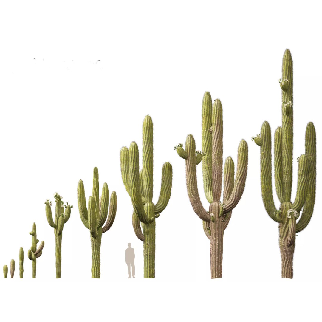 Succulents 3D Model – High Poly Desert Plants Pack, FBX, Blender - View 12