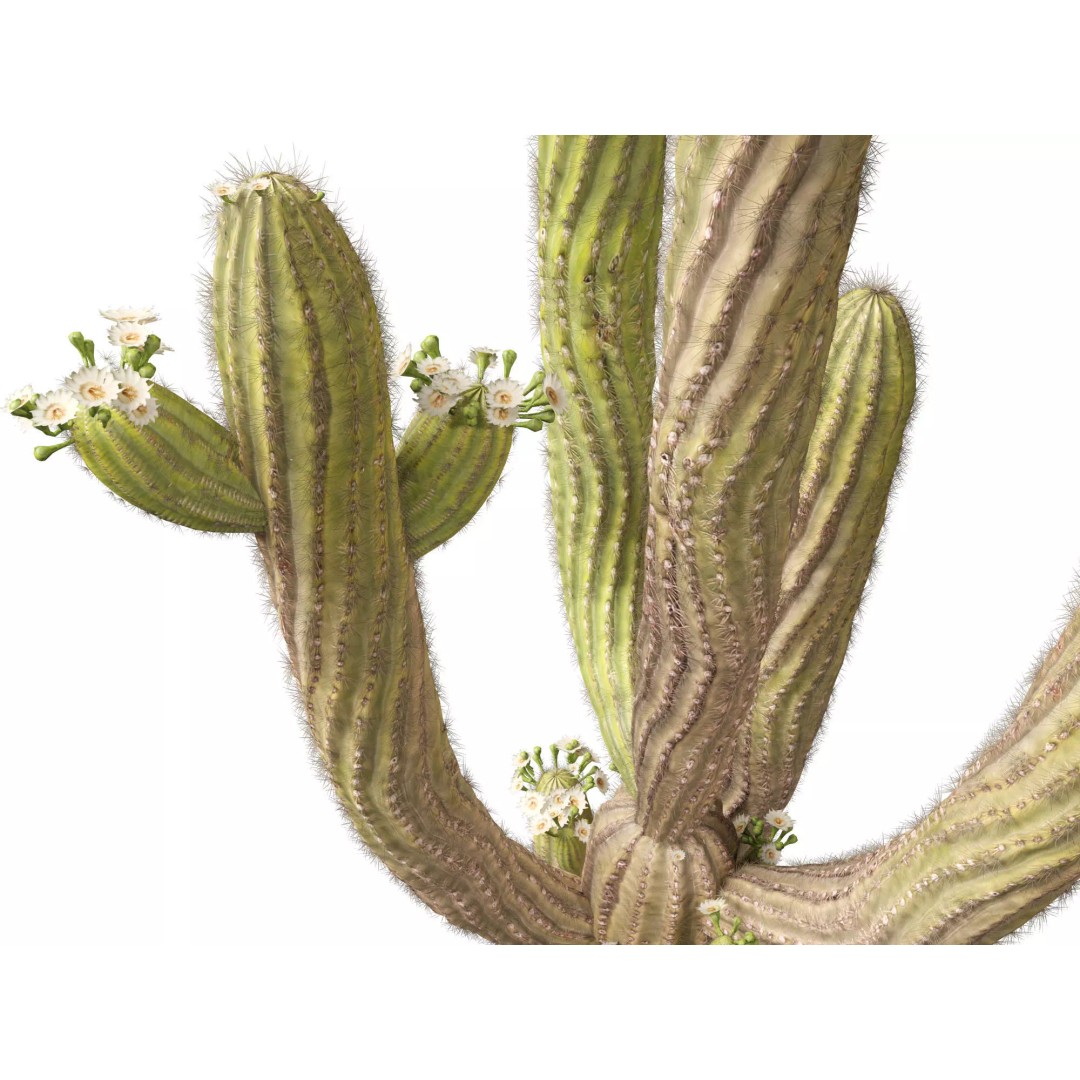 Succulents 3D Model – High Poly Desert Plants Pack, FBX, Blender - View 13
