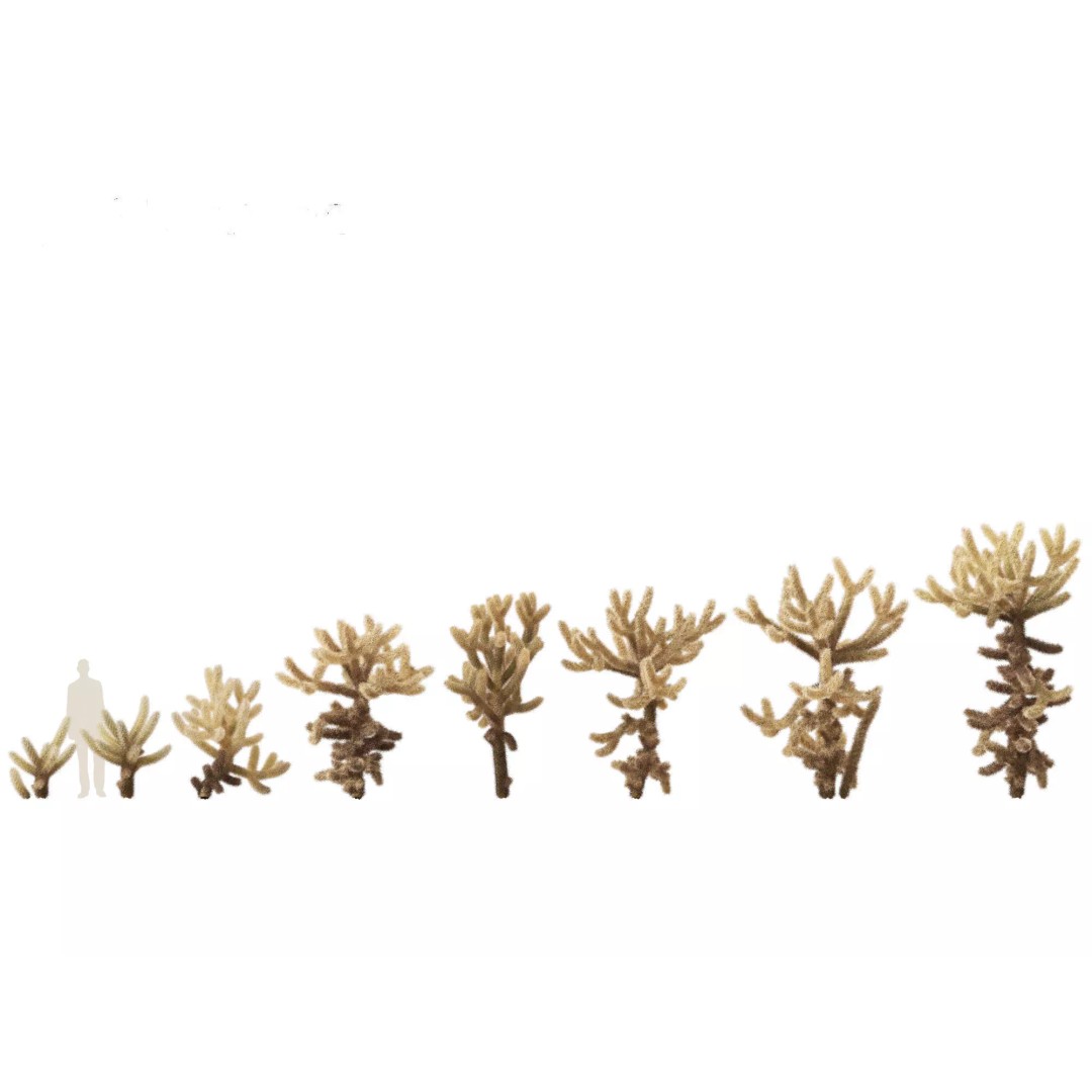 Succulents 3D Model – High Poly Desert Plants Pack, FBX, Blender - View 14