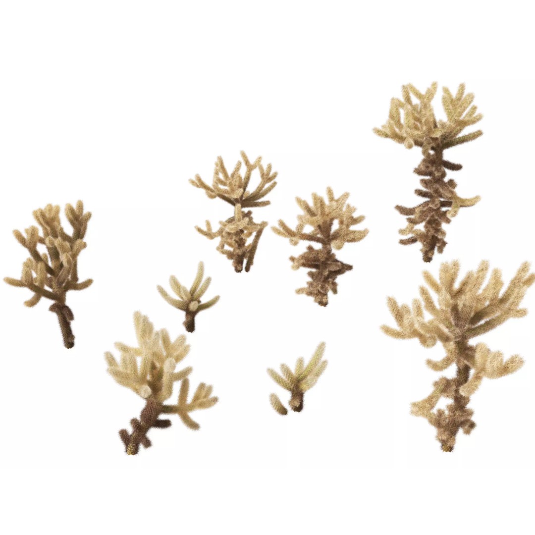 Succulents 3D Model – High Poly Desert Plants Pack, FBX, Blender - View 15