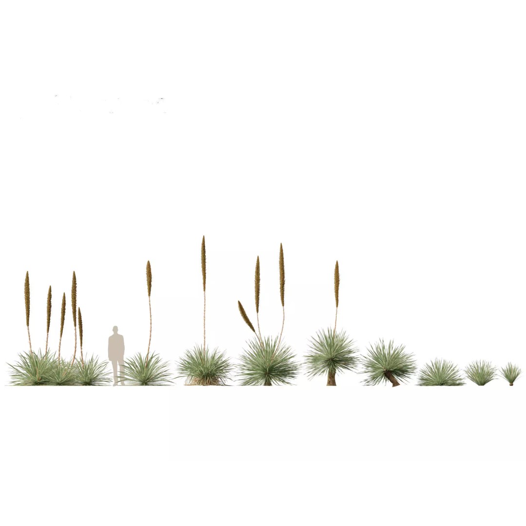 Succulents 3D Model – High Poly Desert Plants Pack, FBX, Blender - View 16