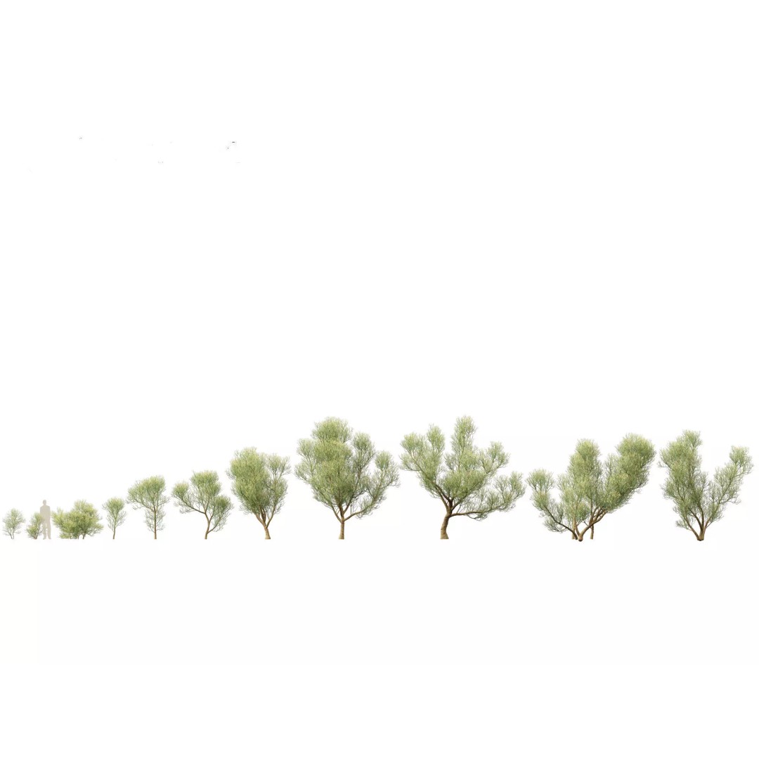 Succulents 3D Model – High Poly Desert Plants Pack, FBX, Blender - View 19