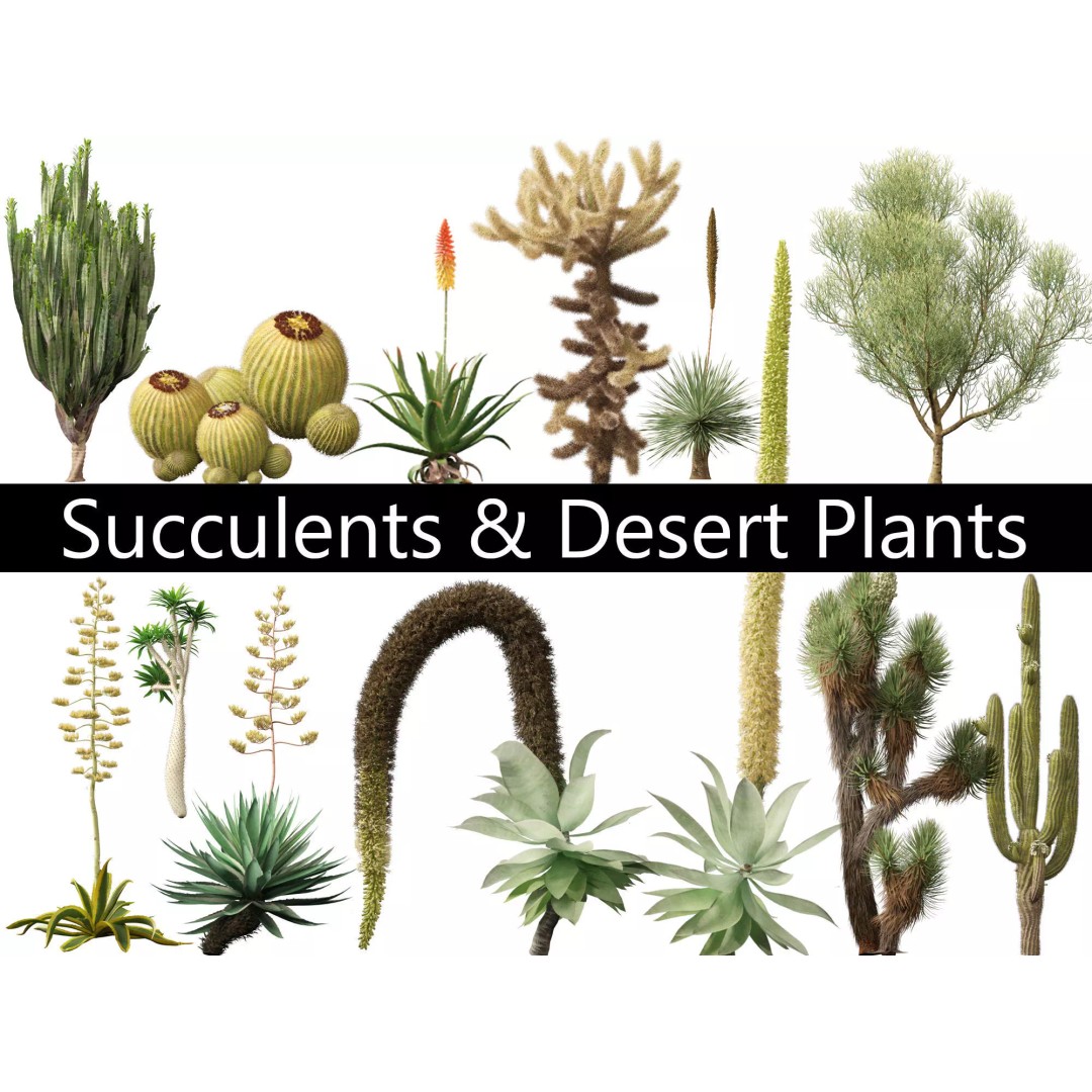 Succulents 3D Model – High Poly Desert Plants Pack, FBX, Blender - View 2