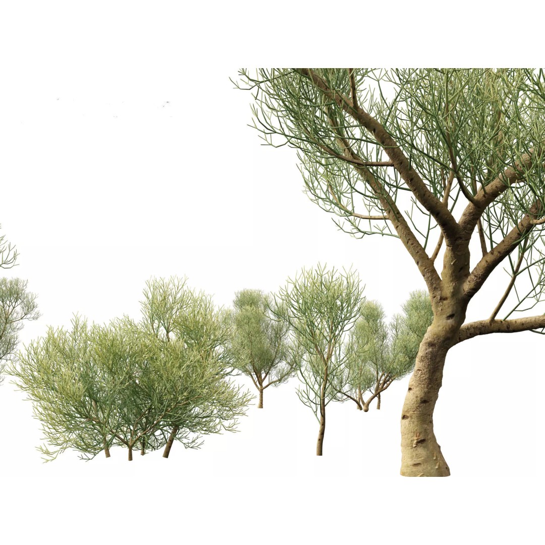 Succulents 3D Model – High Poly Desert Plants Pack, FBX, Blender - View 20