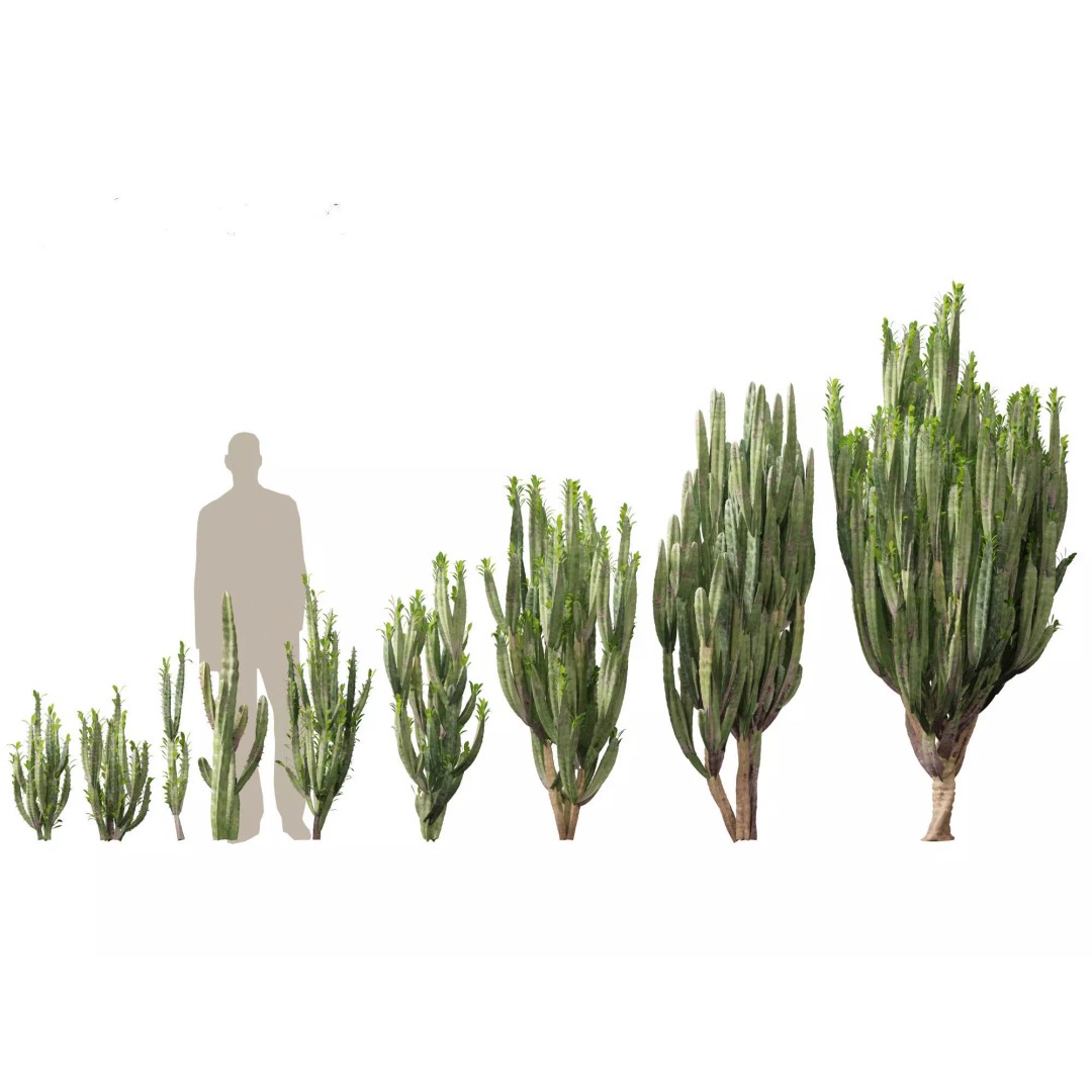 Succulents 3D Model – High Poly Desert Plants Pack, FBX, Blender - View 21