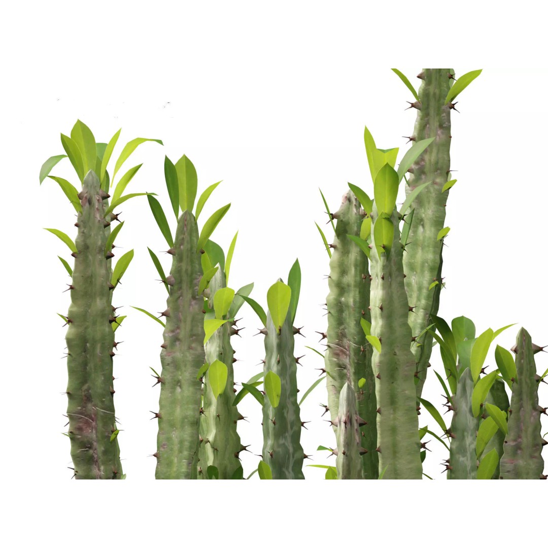 Succulents 3D Model – High Poly Desert Plants Pack, FBX, Blender - View 22