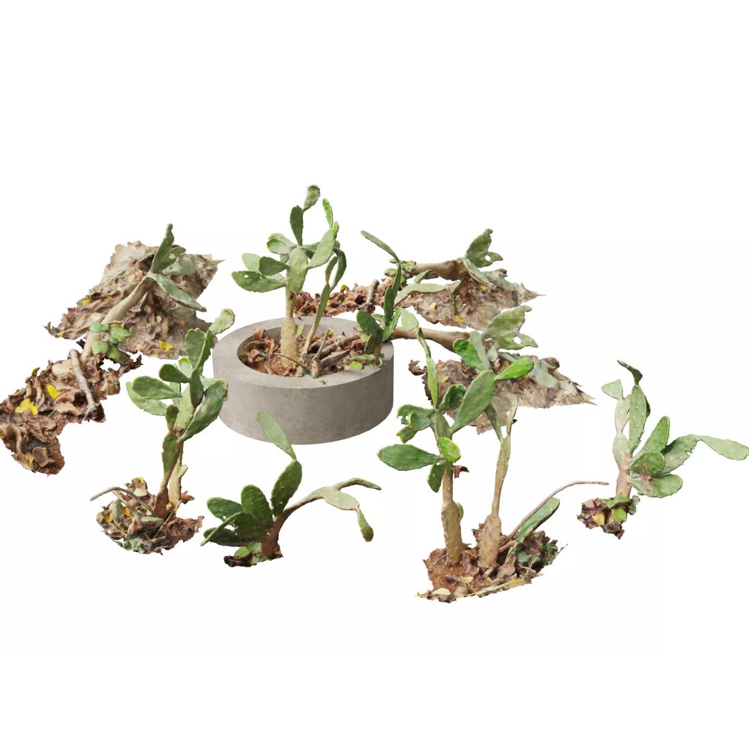 Succulents 3D Model – High Poly Desert Plants Pack, FBX, Blender - View 23
