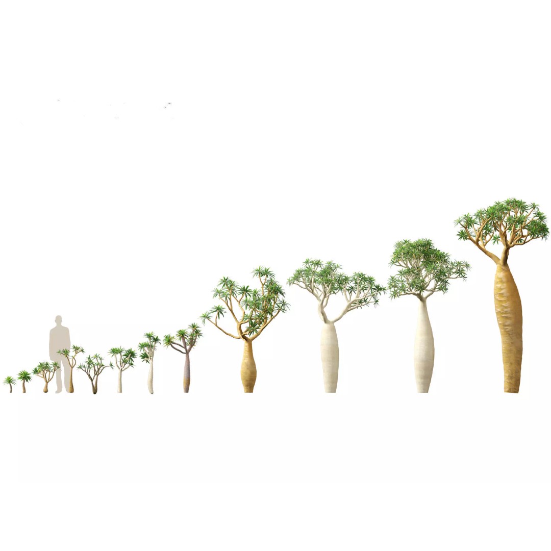 Succulents 3D Model – High Poly Desert Plants Pack, FBX, Blender - View 24