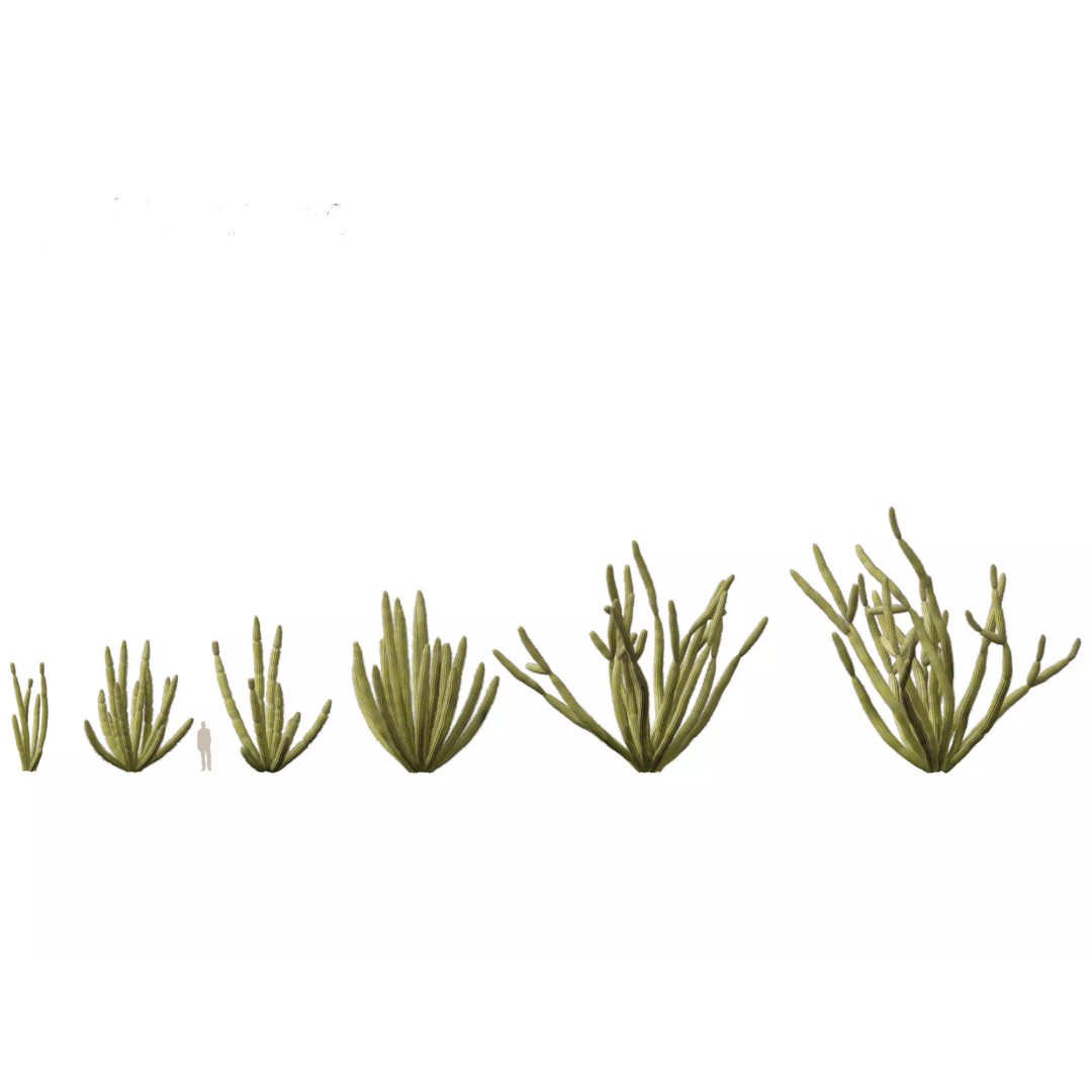Succulents 3D Model – High Poly Desert Plants Pack, FBX, Blender - View 25