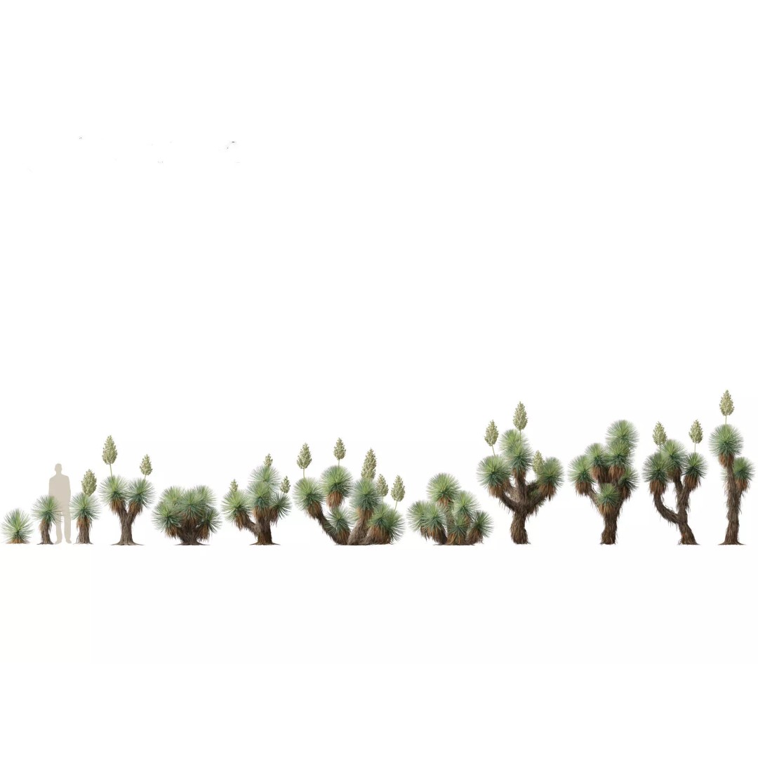 Succulents 3D Model – High Poly Desert Plants Pack, FBX, Blender - View 27