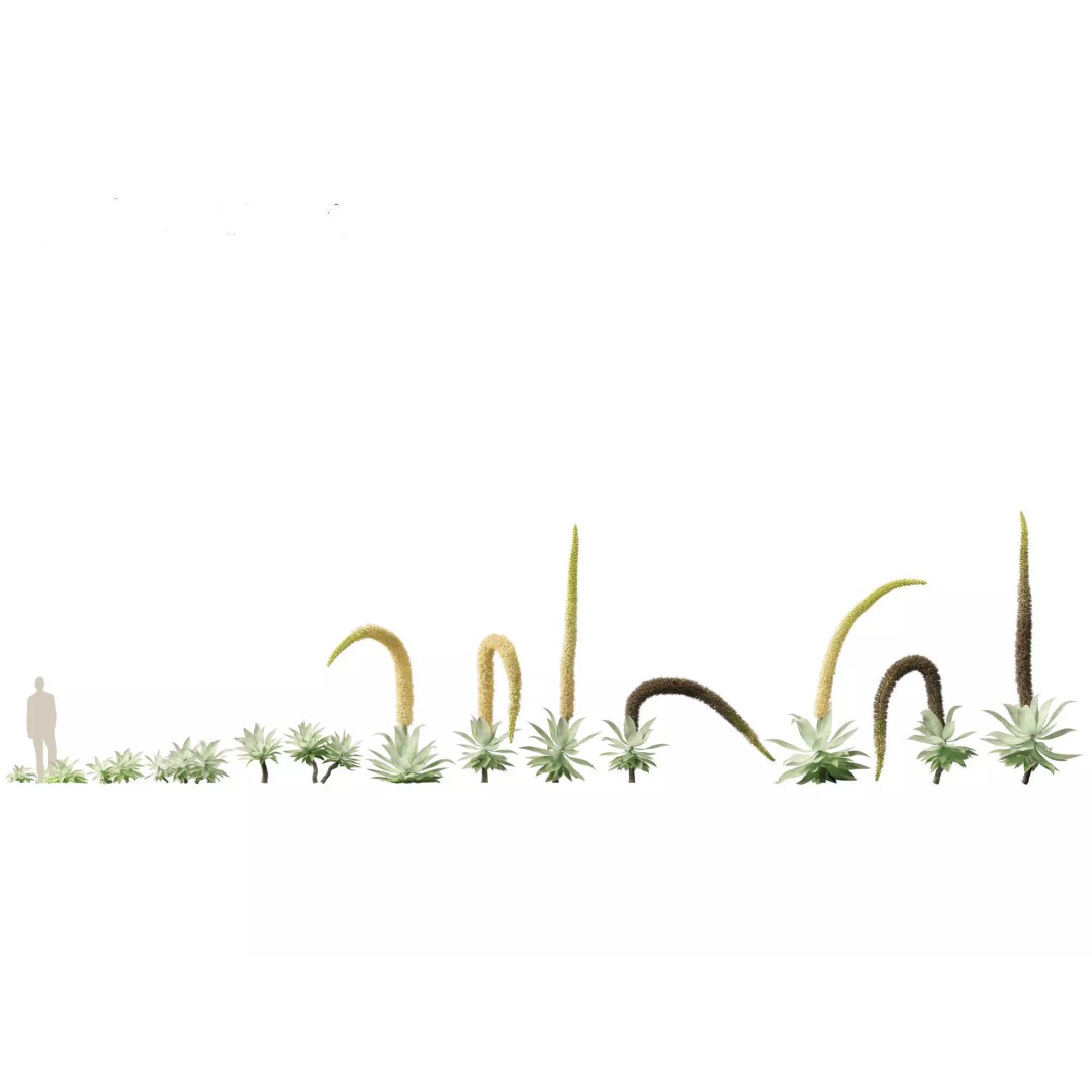 Succulents 3D Model – High Poly Desert Plants Pack, FBX, Blender - View 3