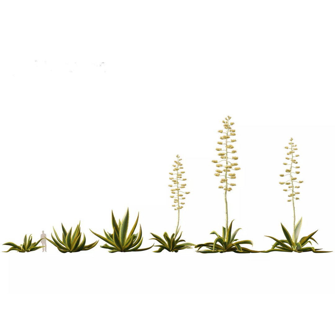 Succulents 3D Model – High Poly Desert Plants Pack, FBX, Blender - View 6
