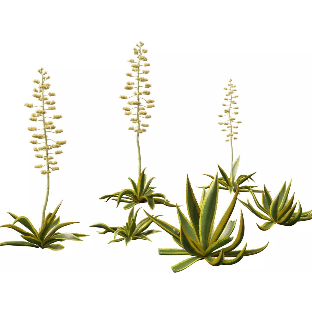 Succulents 3D Model – High Poly Desert Plants Pack, FBX, Blender - View 7
