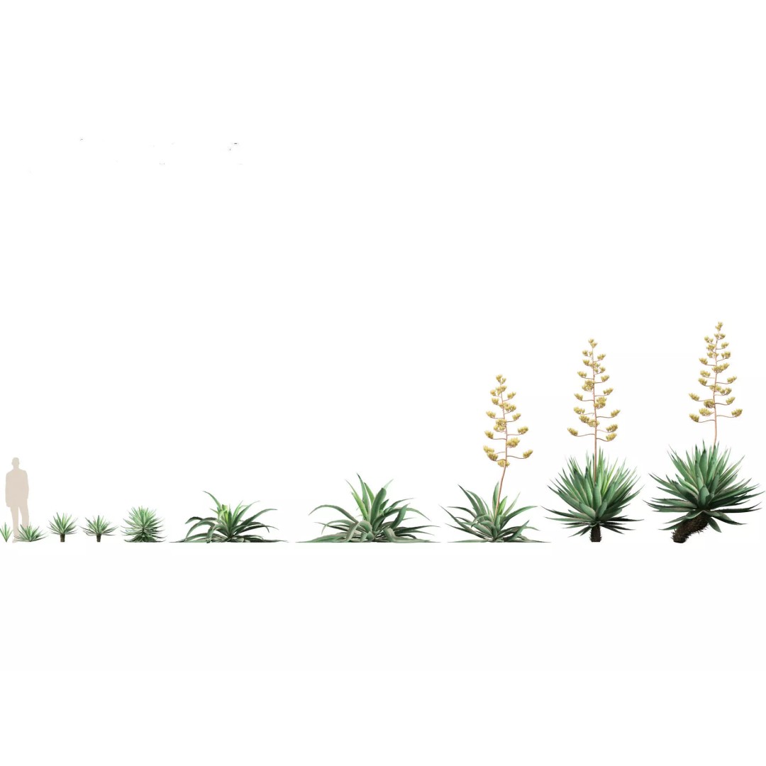 Succulents 3D Model – High Poly Desert Plants Pack, FBX, Blender - View 8