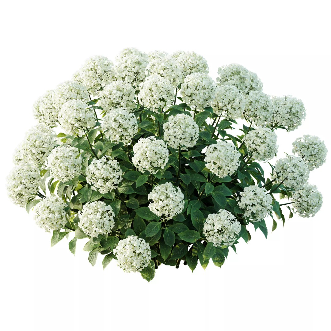 Smooth Wild Hydrangea & Lavandula 3D Model – High Poly PBR Assets for Archviz - View 4