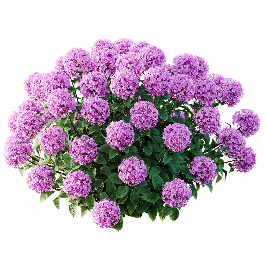 Smooth Wild Hydrangea & Lavandula 3D Model – High Poly PBR Assets for Archviz - View 8