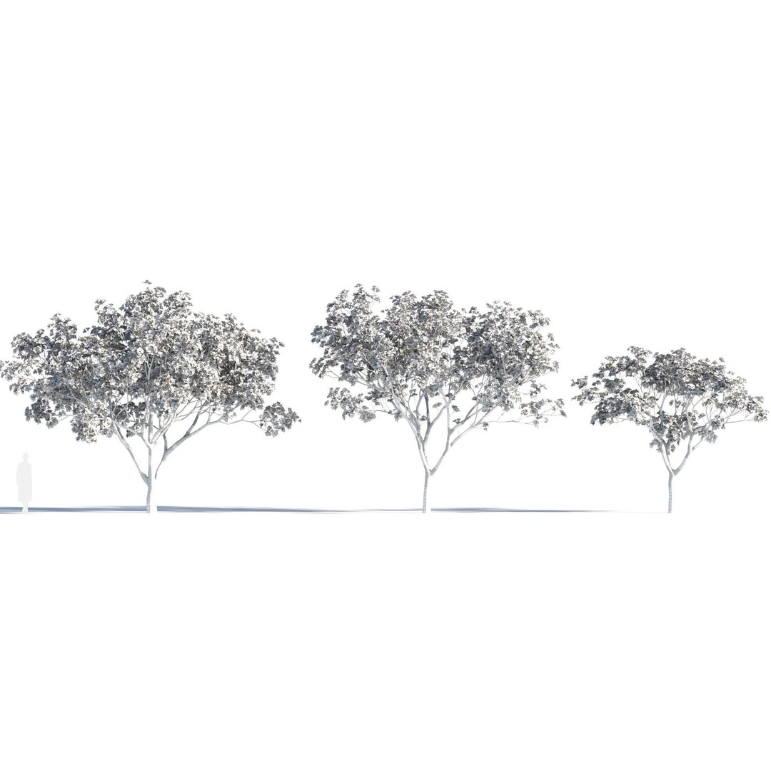 Yulania Denudata 3D Model – PBR Plant Asset, FBX, OBJ, SketchUp