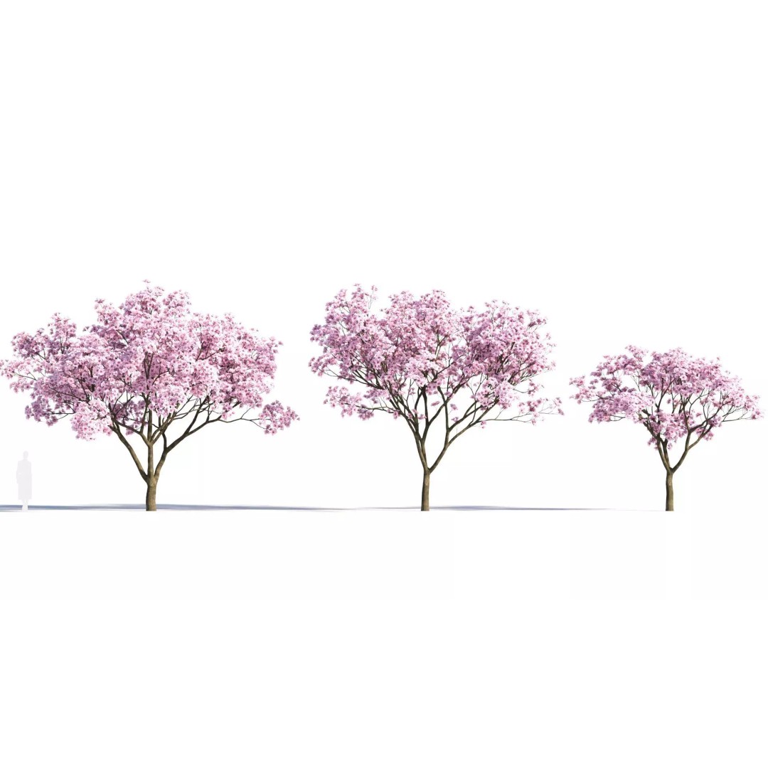 Yulania Denudata 3D Model – PBR Plant Asset, FBX, OBJ, SketchUp - View 2