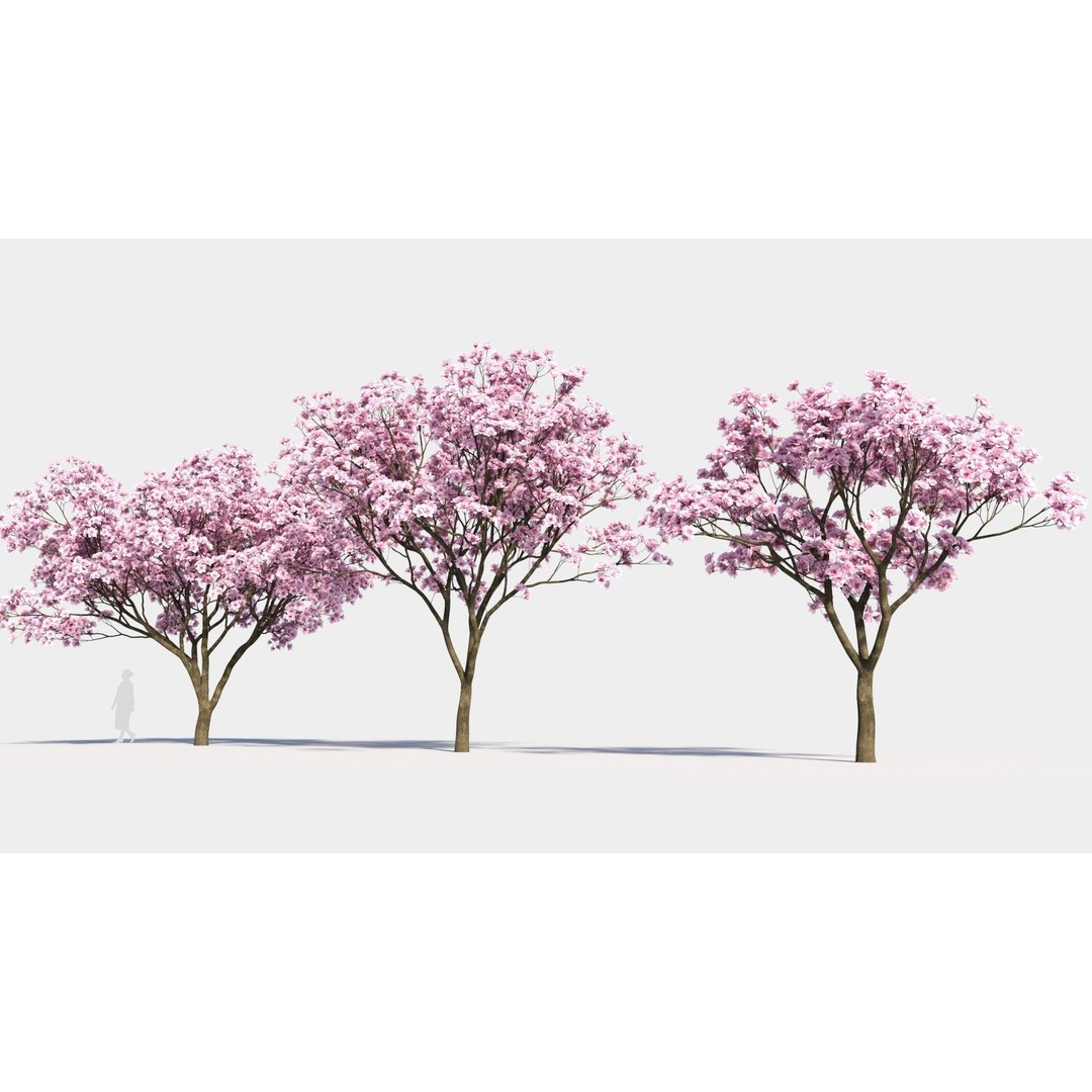 Yulania Denudata 3D Model – PBR Plant Asset, FBX, OBJ, SketchUp - View 3
