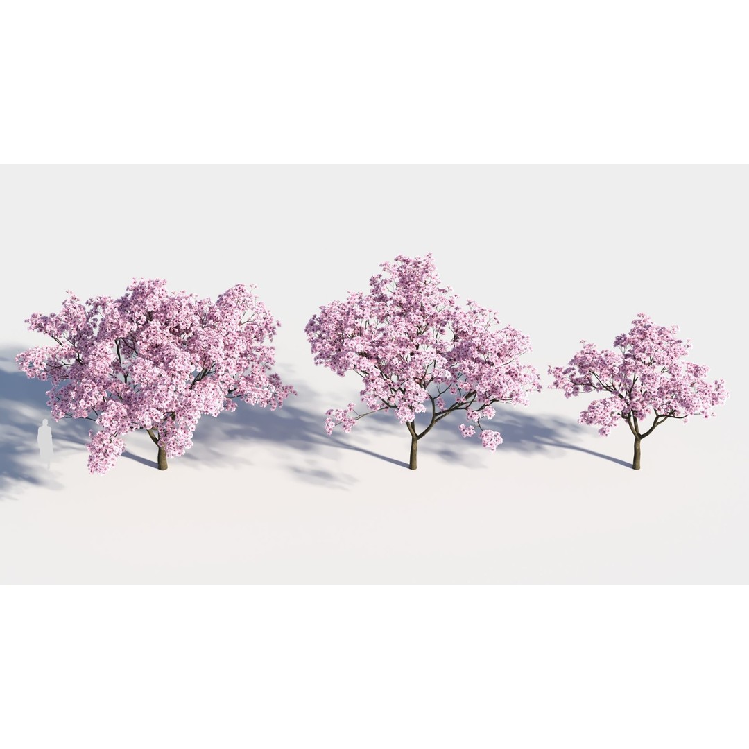 Yulania Denudata 3D Model – PBR Plant Asset, FBX, OBJ, SketchUp - View 4