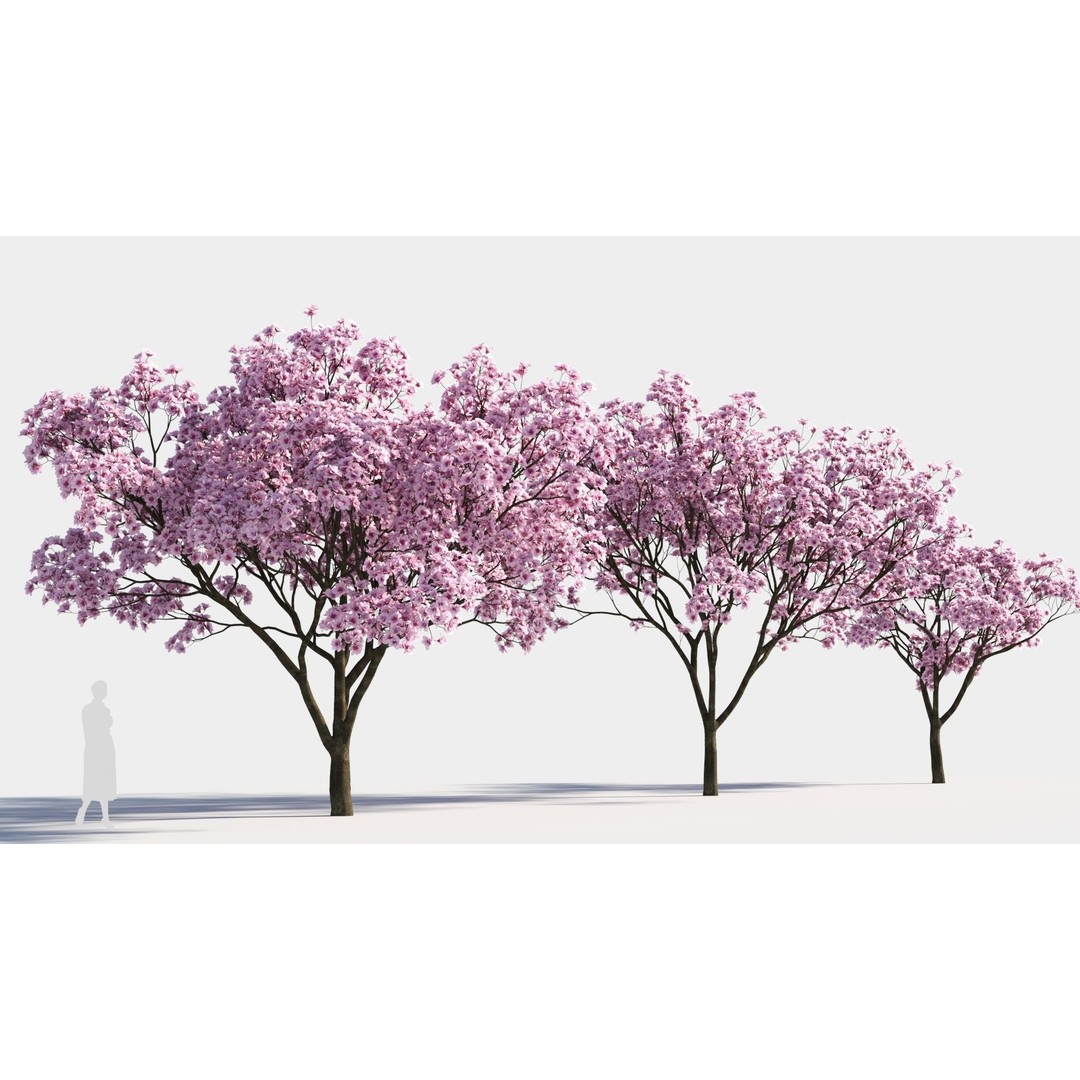 Yulania Denudata 3D Model – PBR Plant Asset, FBX, OBJ, SketchUp - View 5